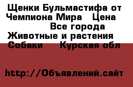 Щенки Бульмастифа от Чемпиона Мира › Цена ­ 1 000 - Все города Животные и растения » Собаки   . Курская обл.